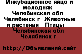 Инкубационное яйцо и молодняк - Челябинская обл., Челябинск г. Животные и растения » Птицы   . Челябинская обл.,Челябинск г.